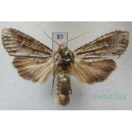 Polia bombycina (Hufnagel, 1766) Czech85